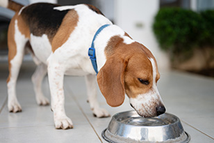 犬に麦茶を飲ませても大丈夫?与える際の注意点についても解説