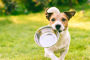 犬はミネラルウォーターを飲んでも大丈夫?水道水やウォーターサーバーについても解説